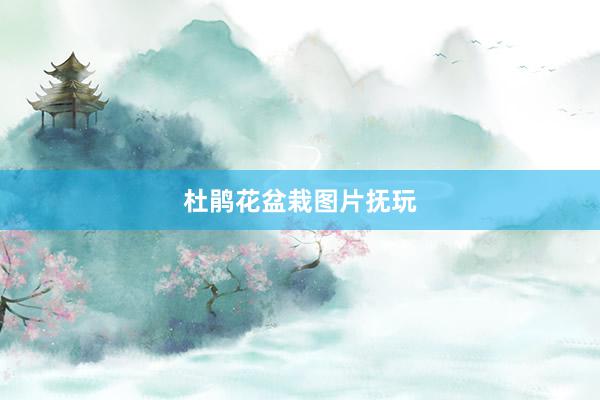 杜鹃花盆栽图片抚玩